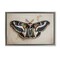 Stupell Industries Dark Winged Moth Framed Floater Canvas Wall Art Design by Petal Prints Design